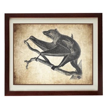 INSTANT DOWNLOAD Bat Flying Fox Old Book Illustration Print Poster Wall Art Parchment Paper Vintage Style Antique Printable Animal Decor