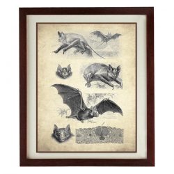 INSTANT DOWNLOAD Bats Old Book Illustration Print Poster Wall Art Bird Parchment Paper Vintage Style Antique Printable Animal Wall Decor