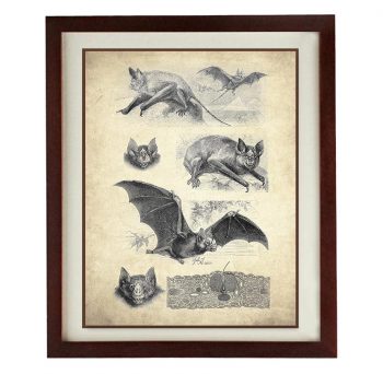 INSTANT DOWNLOAD Bats Old Book Illustration Print Poster Wall Art Bird Parchment Paper Vintage Style Antique Printable Animal Wall Decor