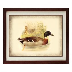 INSTANT DOWNLOAD Bird Duck Old Book Plate Print Poster Wall Art Vintage Style Parchment Paper Illustration Antique Printable Animal Decor