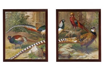 INSTANT DOWNLOAD Birds Pheasant Set of 2 Print Poster Wall Art Old Book Vintage Style Illustration Drawing Painting Antique Printable Animal