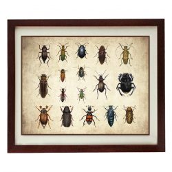 INSTANT DOWNLOAD Bug Insects Beetles Wall Art Vintage Style Print Poster Old Book Plate Drawing Illustration Antique Printable Wall Decor