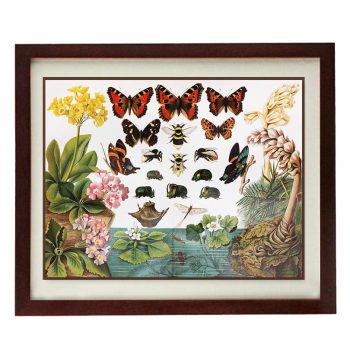 INSTANT DOWNLOAD Butterflies Wall Art Vintage Style Print Poster Old Book Plate Drawing Illustration Antique Printable Butterfly Wall Decor