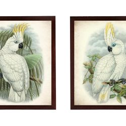 INSTANT DOWNLOAD Cockatoo Vintage Birds illustration Set of 2 Prints Poster Old Antique Drawing Painting Printable Parchment Paper Wall Art