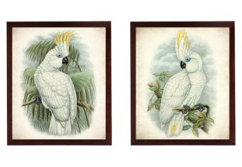 INSTANT DOWNLOAD Cockatoo Vintage Birds illustration Set of 2 Prints Poster Old Antique Drawing Painting Printable Parchment Paper Wall Art