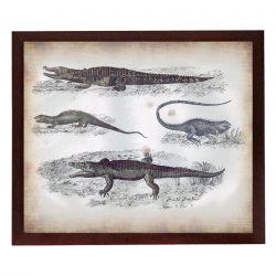 INSTANT DOWNLOAD Crocodile Lizard Vintage Style Print Poster Wall Art Parchment Paper Old Book Illustration Antique Printable Animal Decor