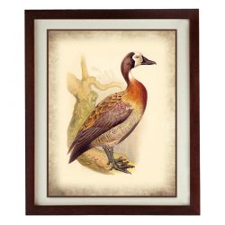 INSTANT DOWNLOAD Duck Bird Old Book Plate Print Poster Wall Art Vintage Style Parchment Paper Illustration Antique Printable Animal Decor