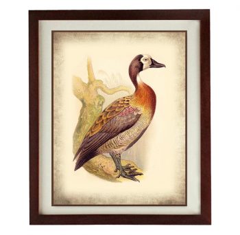 INSTANT DOWNLOAD Duck Bird Old Book Plate Print Poster Wall Art Vintage Style Parchment Paper Illustration Antique Printable Animal Decor