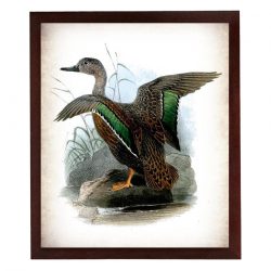 INSTANT DOWNLOAD Duck Bird Vintage Style Print Poster Wall Art Parchment Paper Old Book Illustration Antique Printable Animal Decor