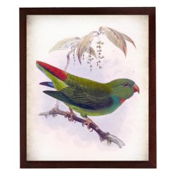 INSTANT DOWNLOAD Green Red Yellow Parrot Bird Vintage Style Print Poster Wall Art Parchment Paper Old Book Illustration Antique Printable