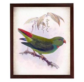 INSTANT DOWNLOAD Green Red Yellow Parrot Bird Vintage Style Print Poster Wall Art Parchment Paper Old Book Illustration Antique Printable