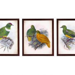 INSTANT DOWNLOAD Green Yellow Vintage Birds illustration Set of 3 Prints Poster Old Antique Drawing Painting Printable Parchment Wall Art