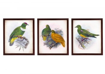 INSTANT DOWNLOAD Green Yellow Vintage Birds illustration Set of 3 Prints Poster Old Antique Drawing Painting Printable Parchment Wall Art