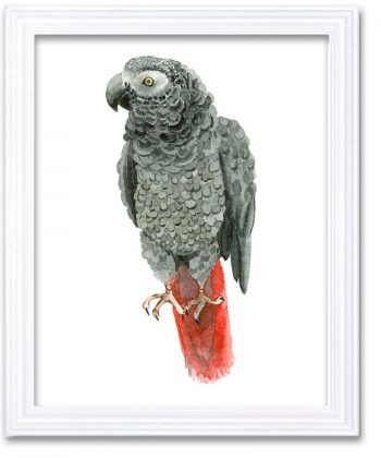 INSTANT DOWNLOAD Grey Parrot Watercolor Art Painting Gray Red Print Poster Bird Home Decor Wall Art Child Nursery Art