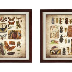 INSTANT DOWNLOAD Insects Butterflies Vintage Style Print Set of 2 Prints Butterfly Art Print Parchment Paper Style Old Antique Printable