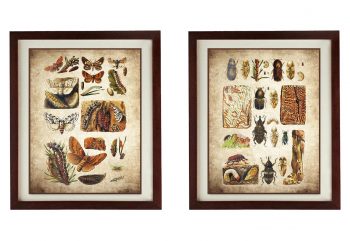 INSTANT DOWNLOAD Insects Butterflies Vintage Style Print Set of 2 Prints Butterfly Art Print Parchment Paper Style Old Antique Printable