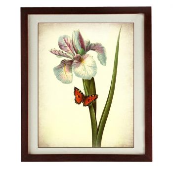 INSTANT DOWNLOAD Iris Flower Butterfly Wall Art Vintage Style Print Poster Wall Art Old Painting Antique Printable Animal Wall Decor
