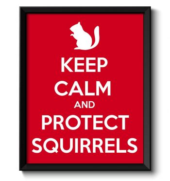 INSTANT DOWNLOAD Keep Calm Poster Keep Calm and Protect Squirrels Red White Art Print Wall Decor Custom Stay Calm poster quote inspirational