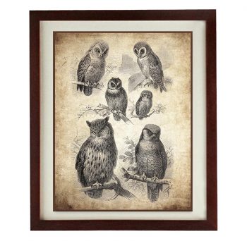 INSTANT DOWNLOAD Owl Old Book Illustration Print Poster Wall Art Bird Parchment Paper Vintage Style Antique Printable Animal Wall Decor