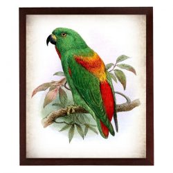 INSTANT DOWNLOAD Parrot Bird Vintage Style Print Poster Wall Art Parchment Paper Old Book Illustration Antique Printable Green Red Animal