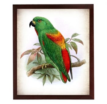 INSTANT DOWNLOAD Parrot Bird Vintage Style Print Poster Wall Art Parchment Paper Old Book Illustration Antique Printable Green Red Animal