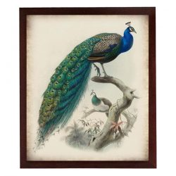 INSTANT DOWNLOAD Peacock Bird Vintage Style Print Poster Wall Art Parchment Paper Old Book Illistration Antique Printable Animal Wall Decor