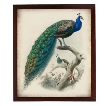 INSTANT DOWNLOAD Peacock Bird Vintage Style Print Poster Wall Art Parchment Paper Old Book Illistration Antique Printable Animal Wall Decor