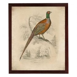 INSTANT DOWNLOAD Pheasant Bird Vintage Style Print Poster Wall Art Parchment Paper Old Book Illustration Antique Printable Animal Wall Decor