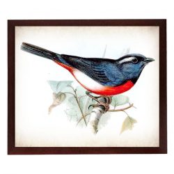 INSTANT DOWNLOAD Red Blue Bird Vintage Style Print Poster Wall Art Parchment Paper Old Book Illustration Antique Printable Animal Decor