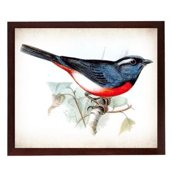 INSTANT DOWNLOAD Red Blue Bird Vintage Style Print Poster Wall Art Parchment Paper Old Book Illustration Antique Printable Animal Decor