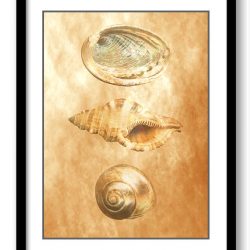 INSTANT DOWNLOAD Sea Shells Ocean Beige Sand Art Set of Print Old Antique Vintage Botanical Printable Bathroom Bedroom Beige Brown