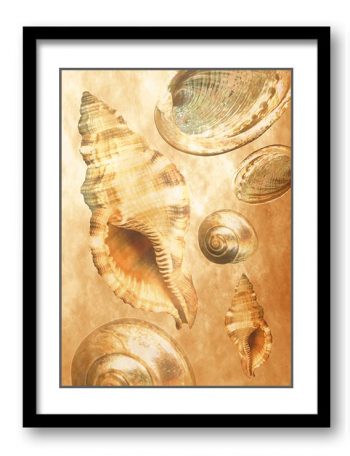 INSTANT DOWNLOAD Sea Shells Ocean Cream Beige Sand Art Print Old Antique Vintage Botanical Printable Bathroom Bedroom Beige Brown