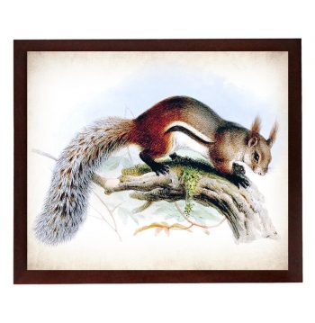 INSTANT DOWNLOAD Squirrel Vintage Style Print Poster Wall Art Parchment Paper Old Book Illustration Antique Printable Animal Decor