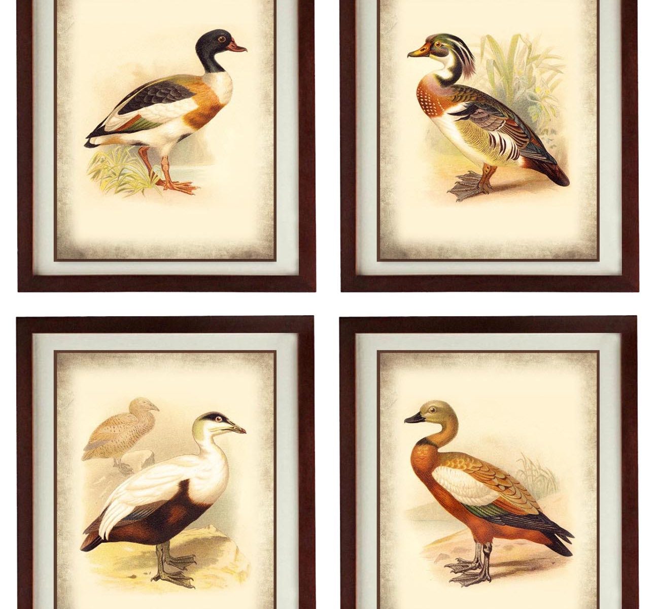 INSTANT DOWNLOAD Vintage Bird Duck illustration Set of 4 Parchment Style Prints Poster Antique Drawing Old Book Page Plate Printable Art