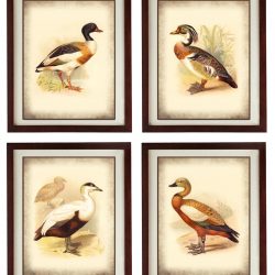 INSTANT DOWNLOAD Vintage Bird Duck illustration Set of 4 Parchment Style Prints Poster Antique Drawing Old Book Page Plate Printable Art