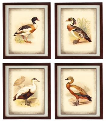 INSTANT DOWNLOAD Vintage Bird Duck illustration Set of 4 Parchment Style Prints Poster Antique Drawing Old Book Page Plate Printable Art