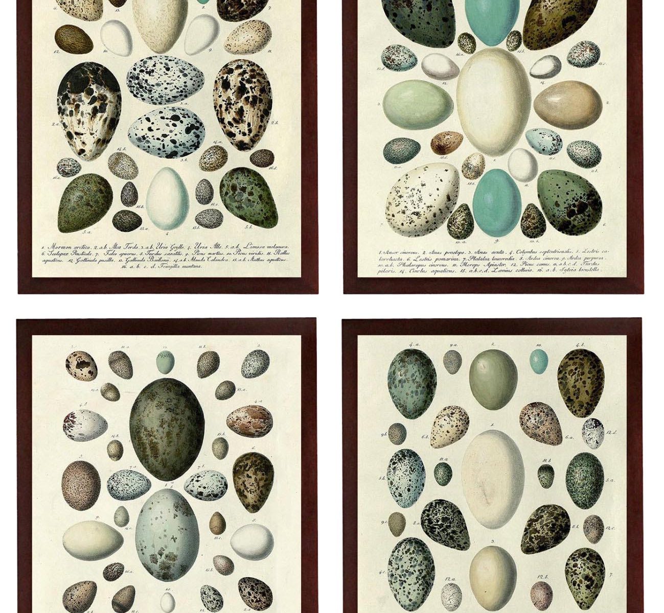 INSTANT DOWNLOAD Vintage Bird Eggs illustration Set of 4 Old Style Prints Poster Antique Drawing Book Page Printable Art Art Print