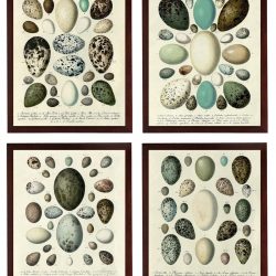 INSTANT DOWNLOAD Vintage Bird Eggs illustration Set of 4 Old Style Prints Poster Antique Drawing Book Page Printable Art Art Print