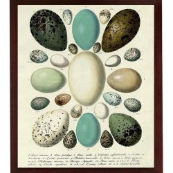 INSTANT DOWNLOAD Vintage Bird Eggs Wall Art Print Poster Parchment Paper Old Book Drawings Illustration Antique Printable Animal Wall Decor