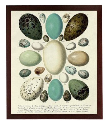 INSTANT DOWNLOAD Vintage Bird Eggs Wall Art Print Poster Parchment Paper Old Book Drawings Illustration Antique Printable Animal Wall Decor