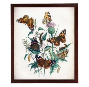 INSTANT DOWNLOAD Vintage Butterflies Wall Art Style Print Poster Old Book Drawing Illustration Antique Printable Butterfly Wall Decor